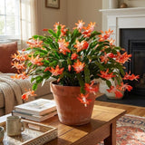 Orange Christmas Cactus Live Plants, 3 Inch Pot, 2 Plants Per Pot
