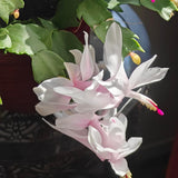 White Holiday Christmas Cactus Live Plant, Desk Shelf Plant, 4-6 Inch Tall