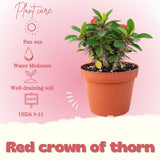 Red Crown of Thorns Live Plant, 4-7 Inch Tall, 4 Inch Pot