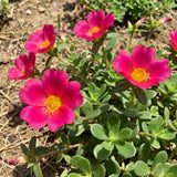 2 Deep Pink Live Portulaca Plants, Patio Container Plant, 4-7 Inch Tall