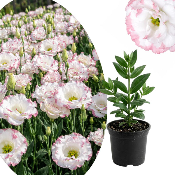 White Pink Lisianthus Plant, Eustoma Lisianthus Flowers in Plug, 3-5'' Tall