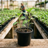 2 Pineapple Live Salvia Sage Plants, Flower Plant, 4-6 Inch Tall