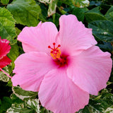 4 Pink Red Hibiscus Plants Live, Tropical Flower Plant, 4-8 Inch Tall