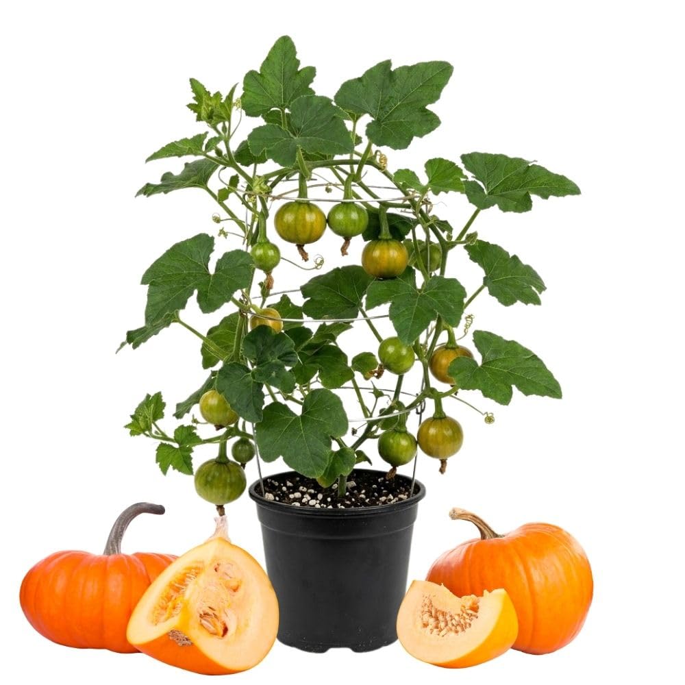 Pumpkin Live Plant, 4-7" Tall, Pumpkin Plant in Pot