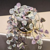 Variegated String of Hearts in 4 Inch Pot