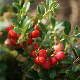 Cranberry Hibiscus Flower Live Plant, Outdoor Garden Plant, 3-5 Inch Tall