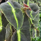 Begonia Live Plant, Foliage Plant, 4-6 Inch Tall, 4 Inch Pot