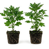 2 Purple Chrysanthemum Live Plants - 3-6 Inch Tall
