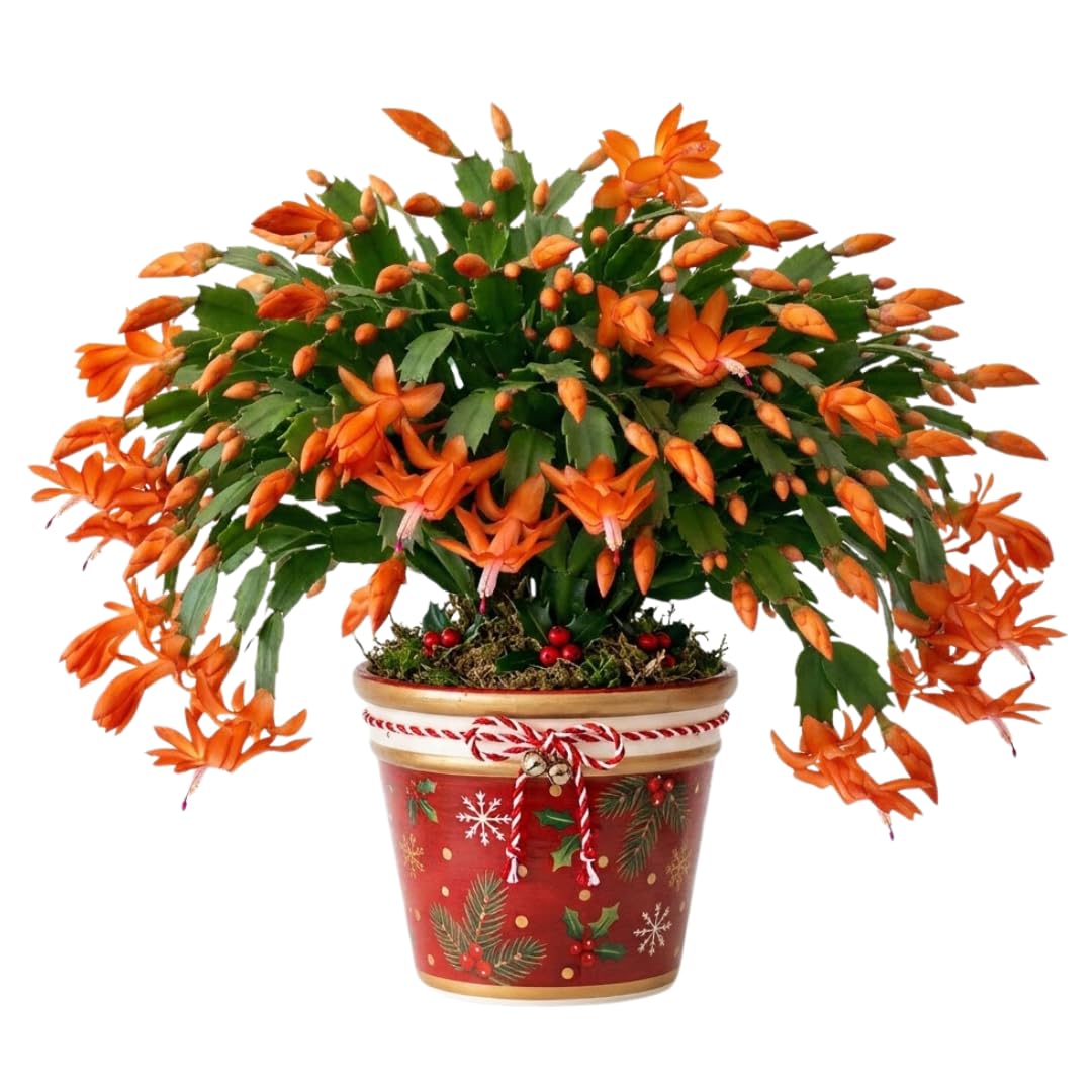 Orange Christmas Cactus Live Plant, Indoor Houseplant, 4-6 Inch Tall