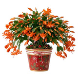 Orange Christmas Cactus Live Plant, Indoor Houseplant, 4-6 Inch Tall