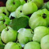 Pink Guava Fruit Tree Live Plant, Sweet Fruit Tree, 6-9 Inch Tall