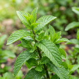 2 Spearmint Herb Live Plants, Mint Herb Plant, 3-7 Inch Tall