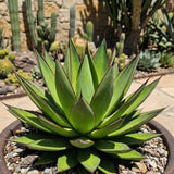 Blue Green Agave Succulent Live Plant, Home Garden Plant, 4 Inch Pot