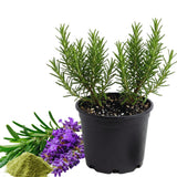 2 Rosemary Plants Live, Culinary Herb Plant, 3-5 Inch Tall, 4 Inch Pot