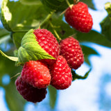 Red Raspberry Plant Live, Home Garden Berry Bush, 4-6 Inch Tall, 4 Inch Pot