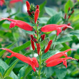 Pineapple Live Salvia Sage Plant, Hardy Flower Plant, 4-7 Inch Tall