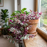 Pink Wandering Jew Plant Live, Desk Shelf Plant, 3-5 Inch Tall, 3 Inch Pot