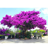 2 Deep Purple Bougainvillea Live Plants, Flowering Vine, 4-7 Inch Tall
