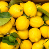 Meyer Lemon Tree Plant Live, Citrus Fruit Tree, 2 Ft Tall, 1 Gallon Pot