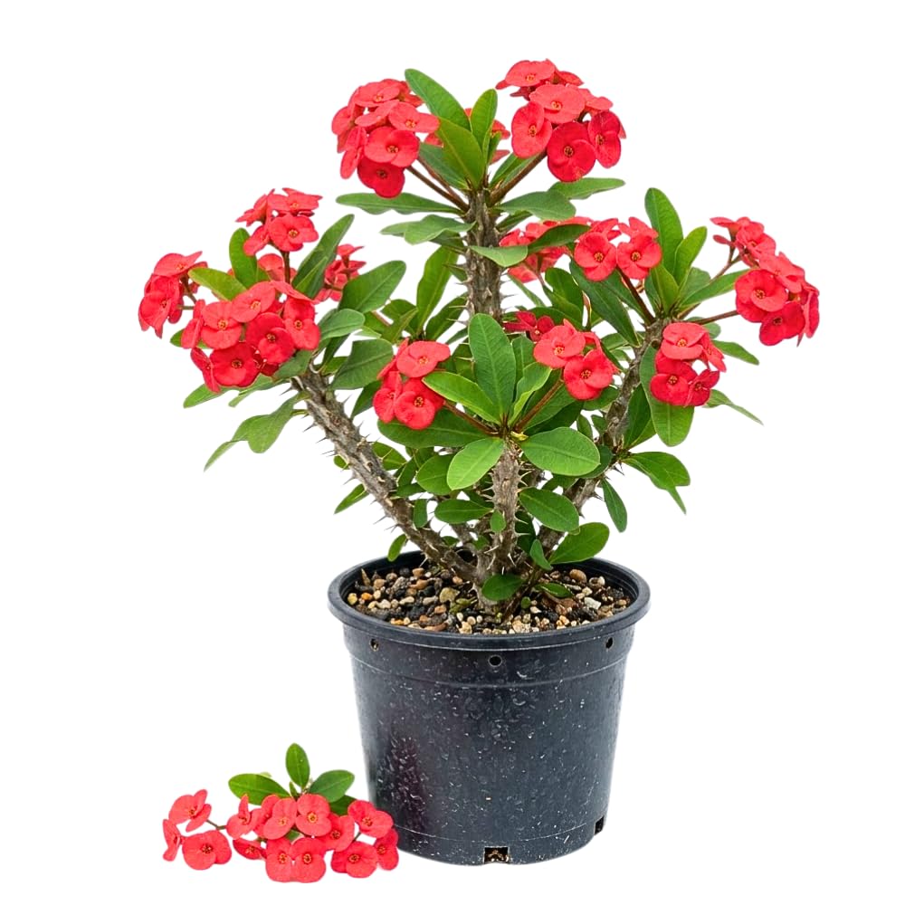 Red Crown of Thorns Live Plant, 4-7 Inch Tall, 4 Inch Pot