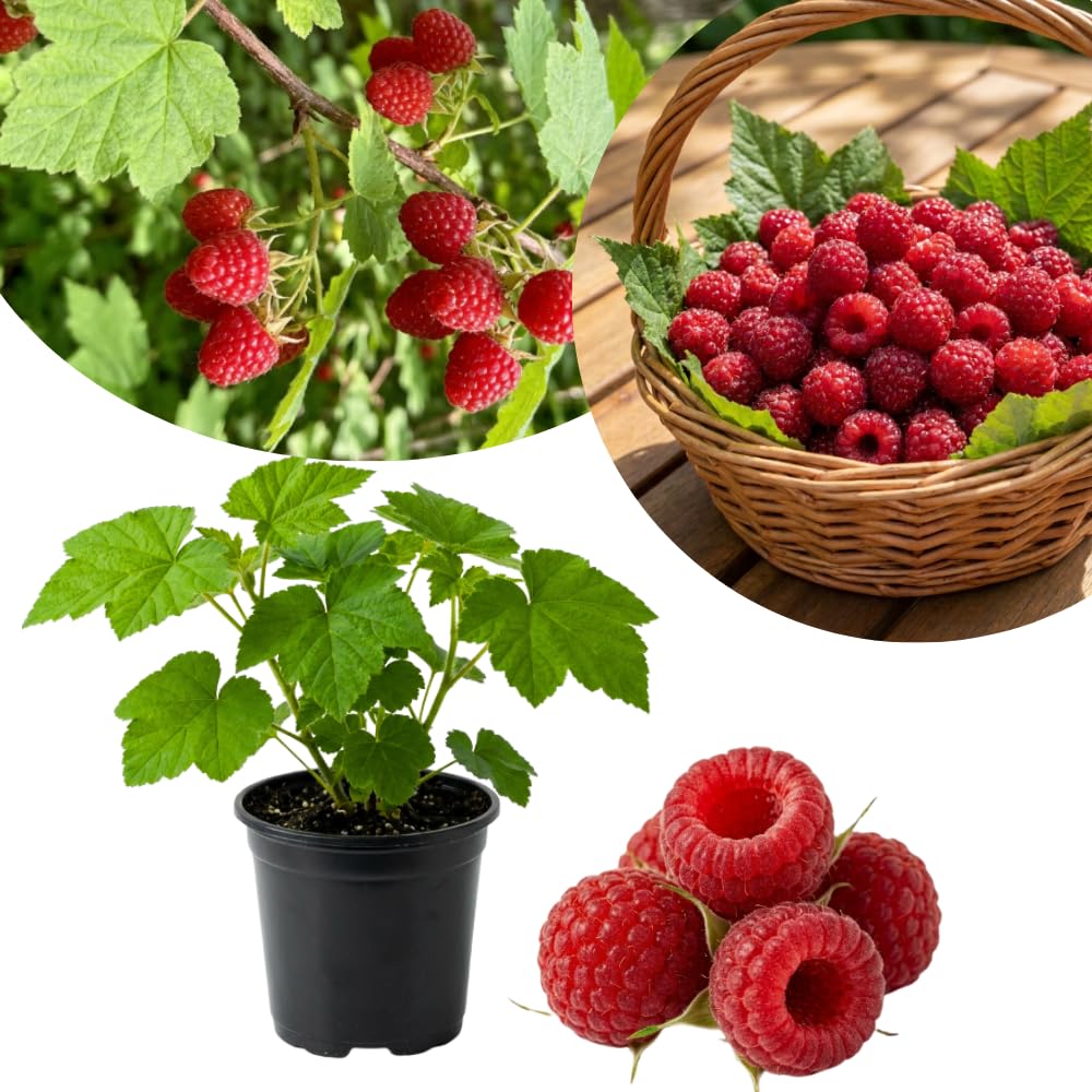 Thimbleberry Live Plant, Berry Plant, 3-5 Inch Tall