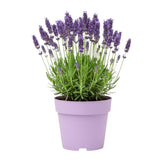Provence Lavender Plant Live, Flower Plant, 4-7 Inch Tall, 4 Inch Pot