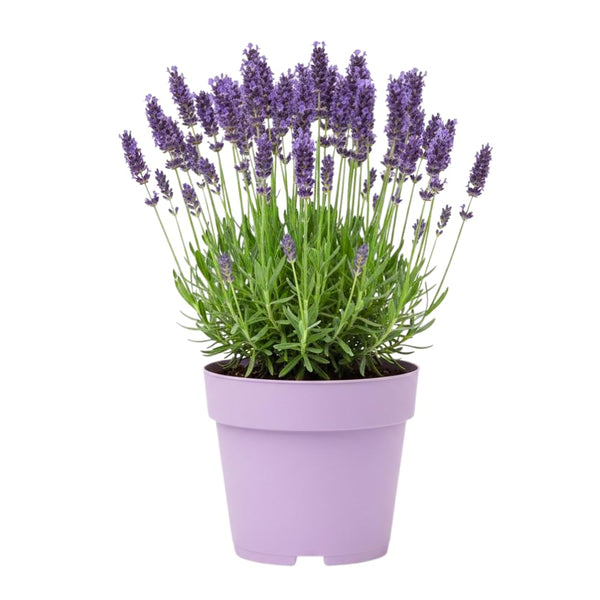 Provence Lavender Plant Live, Flower Plant, 4-7 Inch Tall, 4 Inch Pot