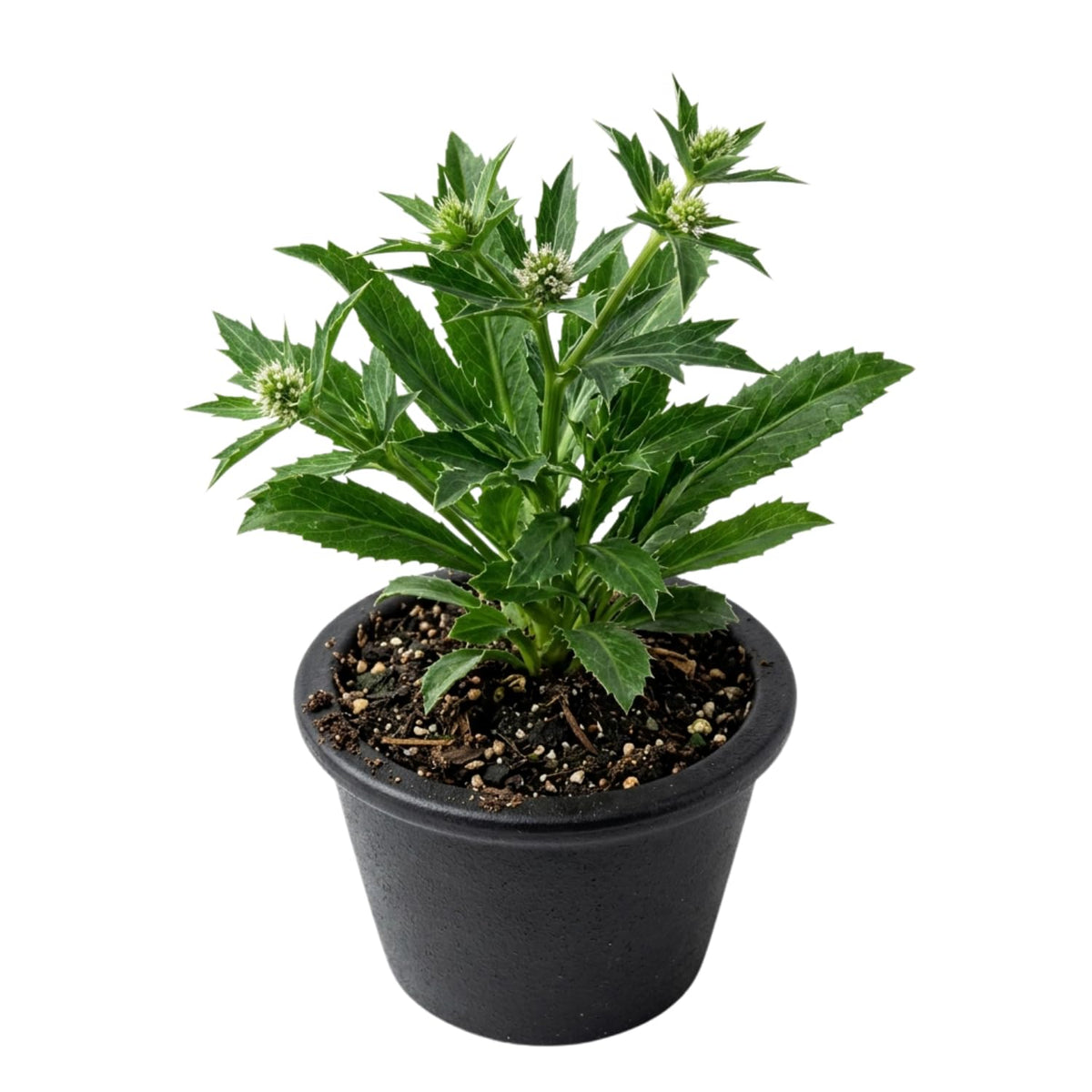 Culantro Plant Live, Herb Vegetable Plant, 4 Inch Tall