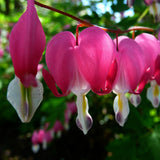 2 Red Purple Bleeding Heart Vine Live Plants, Flower Plant, 5-7 Inch Tall