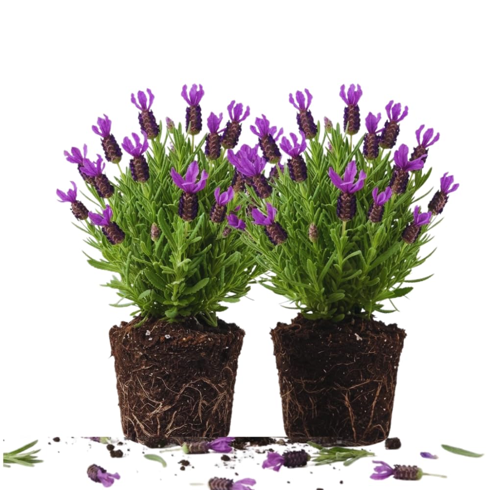 2 Spanish Lavender Live Plants, Hardy Perennial Flower Plant, 3-5 Inch Tall
