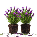 2 Spanish Lavender Live Plants, Hardy Perennial Flower Plant, 3-5 Inch Tall