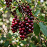 Chokecherry Tree Live Plant, Outdoor Garden Berry Tree, 7-9 Inch Tall