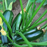 2 Green Live Zucchini Squash Plants, 4-6 Inch Tall, 4 Inch Pot