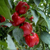 Sweet Bell Peppers Live Plant, 4 Inch Pot, 3-6" Tall
