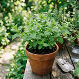 2 Mint Live Live Plants, Mint Herb Plant, 3-7 Inch Tall