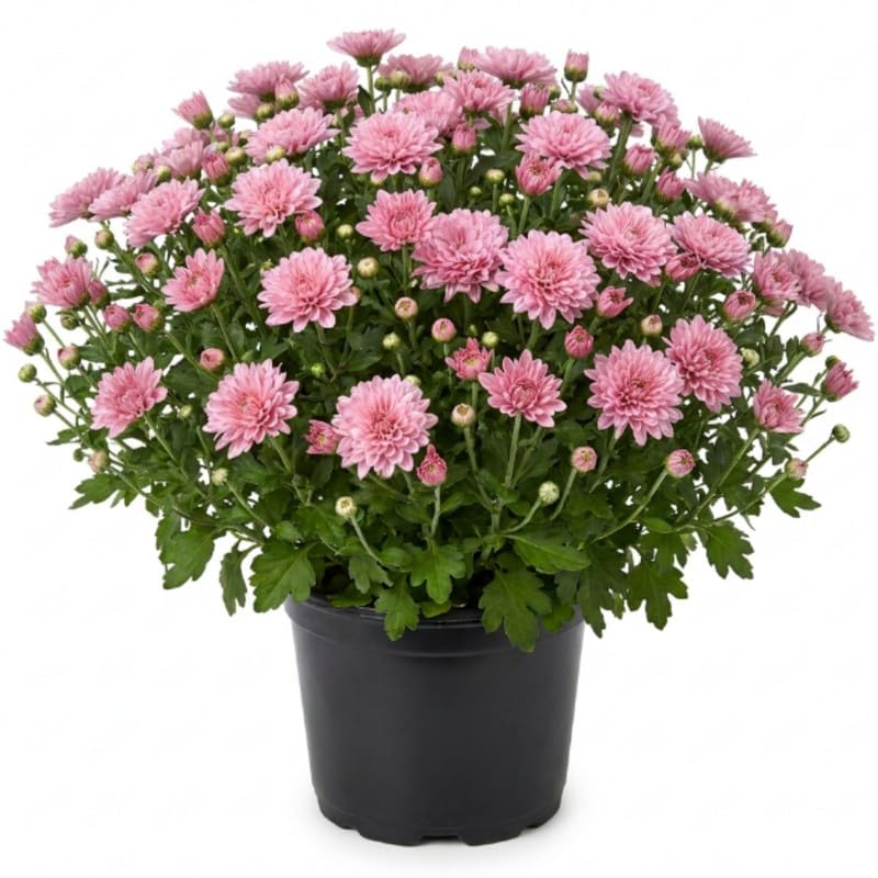 2 Pink Chrysanthemum Live Plants - 3-6 Inch Tall