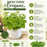 2 Cuban Oregano Plants Live, Kitchen Herb Plant, 4-6 Inch Tall