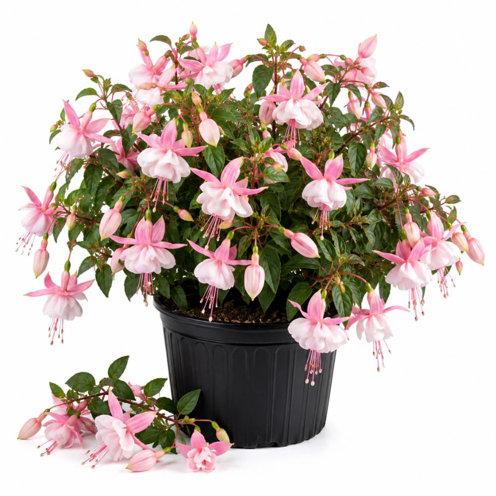 Light Pink Fuchsia Live Plant, Vibrant Plant, 4-8 Inch Tall in 5 Inch Pot