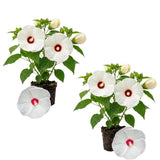 2 White Hibiscus Plants Live, 4-8 Inch Tall