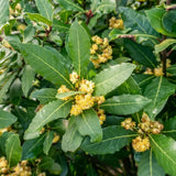 Bay Leaf Live Plant, Sweet Bay Laurel Herb, 4-6 Inch Tall