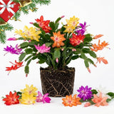 Random Color Christmas Cactus Live Plant, 3 Inch Pot, 2 Plants Per Pot