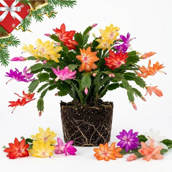 Random Color Christmas Cactus Live Plant, 3 Inch Pot, 2 Plants Per Pot