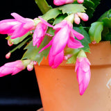 Light Pink Christmas Holiday Cactus Plant Live, Indoor Plant
