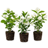 3 Mixed Jasmine Plants, 4-8 Inch Tall