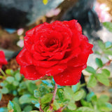 Miniature Rose Plant Live, 3-5 Inch Tall, 3 Inch Pot