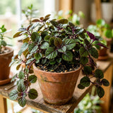 Purple Swedish Ivy Plectranthus Plant Live, 4-6 Inch Tall, 4 Inch Pot