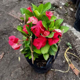 Red Crown of Thorns Plant Live for Planting
