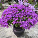 2 Deep Purple Bougainvillea Live Plants, Flowering Vine, 4-7 Inch Tall
