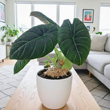 2 Grey Alocasia Live Plants, Alocasia Indoor Housplant, 4-6 Inch Tall