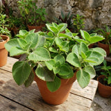 2PPP Green Cuban Oregano Plant, 4'' Tall in 4 Inch Pot, Fragrant Herb